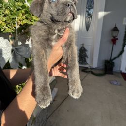 Male 2 - Gray brindle male Cane Corso puppy in California from Donato Kennels