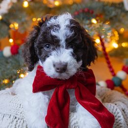 Aussiedoodle and Australian Mountain Doodle Puppies from Farmstead Doodles