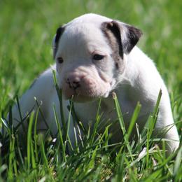 Male 5 - White and brindle male American Bulldog puppy in Xenia, Ohio from Bingham's Bulldogs LLC