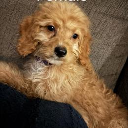 Purple Collar - aka Yellowstone National Park - Phantom female Goldendoodle puppy in Eunice, Louisiana from Maison De Pawz