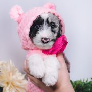 Bordoodle Puppies from 2J 2K Bordoodles