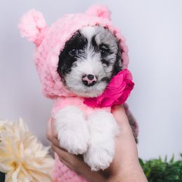 Bordoodle Puppies from 2J 2K Bordoodles
