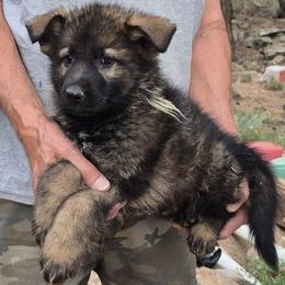Mint Boy 2 - Sable male German Shepherd puppy in Lake George, Colorado from High Country German Shepherds