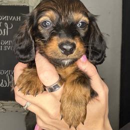Martha - Black female Dachshund puppy in Brandon, Florida from Knights Dachshunds