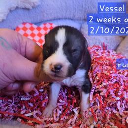 Pembroke Welsh Corgi and Siberian Husky Puppies from Regal Huskies of the Carolinas