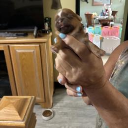 Dilio - Red male Shih Tzu puppy in North Fort Myers, Florida from Cutie Shihtzu, Miniature Schnauzer