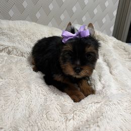 Girl 3 - Black and tan Yorkshire Terrier puppy in San Jose, California from Precious Yorkies