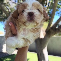 Shih Tzu Puppies from St Roch Shih Tzu