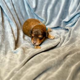 Scooby - Phantom male Goldendoodle puppy in Twin Falls, Idaho from Burrow & Bone