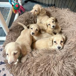 Boy 3 - Cream male Dachshund puppy in Marshfield, Missouri from Hilltop Kennel LLC
