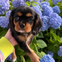 Toby - blue collar - Black and tan male Cavalier King Charles Spaniel puppy in Norfolk, Virginia from Colorful Cavaliers