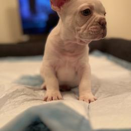 French Bulldog Puppies from Royal velvet frenchies