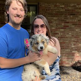 Cashew - Blue merle Australian Shepherd puppy in Sedalia, Missouri from Strollins Farm