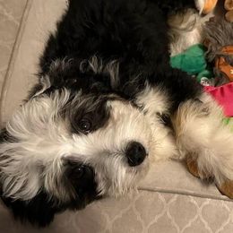 Bernedoodles from Daisy’s Doodles