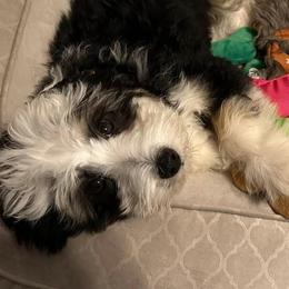 Bernedoodles from Daisy’s Doodles