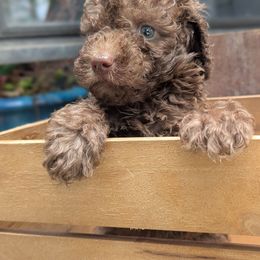 Chocolate male (blue) - Brown male Poodle puppy in Lumberton, Texas from Topline Poodles