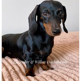 Celia - Dachshund