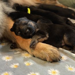 German Shepherd Puppies from Riverline Shepherds