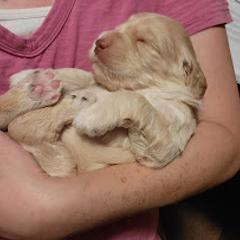 Australian Cobberdog Puppies from Heartland Hills Australian Cobberdogs