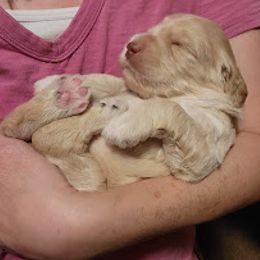 Australian Cobberdog Puppies from Heartland Hills Australian Cobberdogs