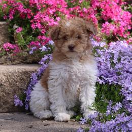 Caramel Girl - Red female Whoodle puppy in West Bend, Iowa from Blue Skies Terriers