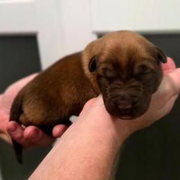 Liver malinois female 3 - Gold brindle female Dutch Shepherd puppy in Signal Mountain, Tennessee from Torgun Police Dogs