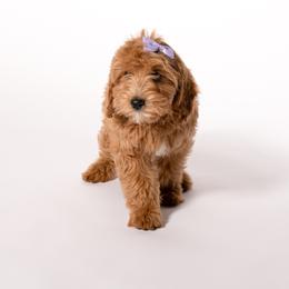 Aspen - Apricot female Cavapoo puppy in Payson, Utah from Country Sky Doodles