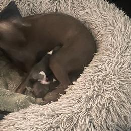 Italian Greyhound Puppies from Fisher Link