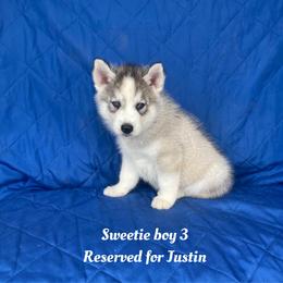 Sweetie boy 3 - Gray and white male Siberian Husky puppy in Ocala, Florida from Florida Husky Puppies