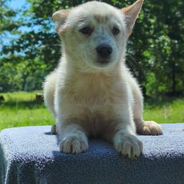 Link - Red speckled female Australian Cattle Dog puppy in Tulsa, Oklahoma from Red Desert Australian Cattle Dogs