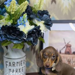Dachshund Puppies from Doxi Delights AKC Miniature Dachshunds
