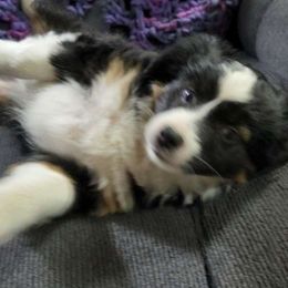 Tink - Miniature Australian Shepherd puppy from Willow Flats Kennels