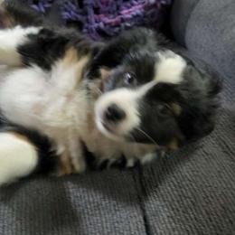 Tink - Miniature Australian Shepherd puppy from Willow Flats Kennels