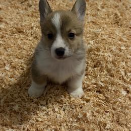 Kalvin - Red male Pembroke Welsh Corgi puppy in Helmville, Montana from Calie’s Corgis