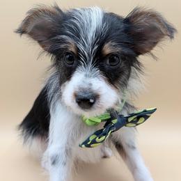 BART - Parti male Yorkshire Terrier puppy in Flagler Estates, Florida from Fiesta Pups