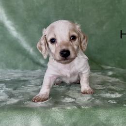 Happy - Cream male Dachshund puppy in Poteau, Oklahoma from Sisters Dazzling Dachshunds
