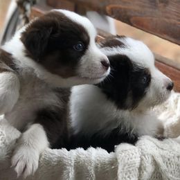 Australian Shepherds from Cimmarun Farm Aussies