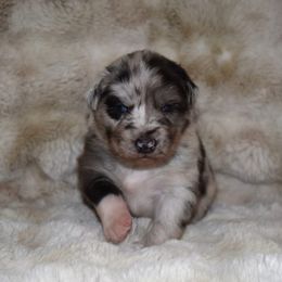 Smurf - Blue merle male Australian Shepherd puppy in Wichita Falls, Texas from Spotted Mule Aussies