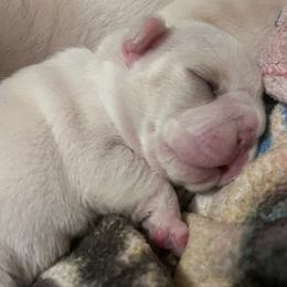 Finn - Cream female French Bulldog puppy in Dubois, Idaho from White Hippo Frenchies