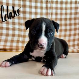 Idaho - Seal brown male American Pit Bull Terrier puppy in Nine Mile Falls, Washington from Bartin Kennels