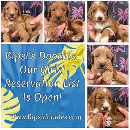 Irish Doodle and Labradoodle Puppies from Bipsi's Doodles