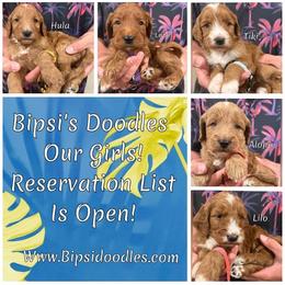 Irish Doodle and Labradoodle Puppies from Bipsi's Doodles