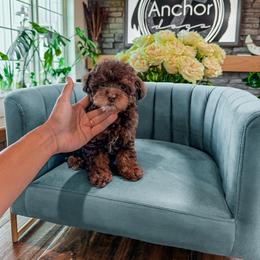 Rubble ( genetically cleared teddy bear  ) - Phantom male Poodle puppy in Hooper, Utah from Anchor Dogs