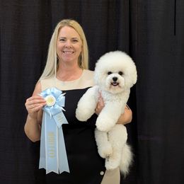 Ellie - Bichon Frise