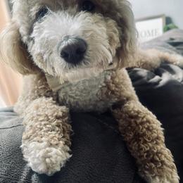 Goldendoodle Puppies from Graystone Doodles