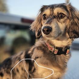 Silly - Dachshund