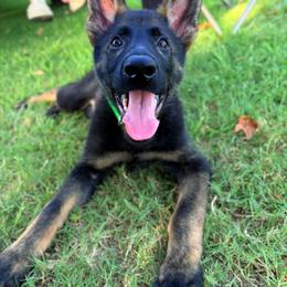 German Shepherd puppies from Ze Zadnich lesu