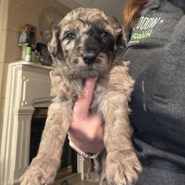 Apple - Merle male Goldendoodle puppy in Richmond, Texas from Harper’s Heartbeats