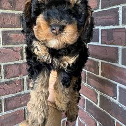 Cockapoo Puppies from M&M Cockapoos of Iowa