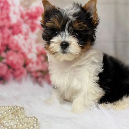 Biewer Terrier and Yorkshire Terrier Puppies from South Georgia Yorkies and Biewers
